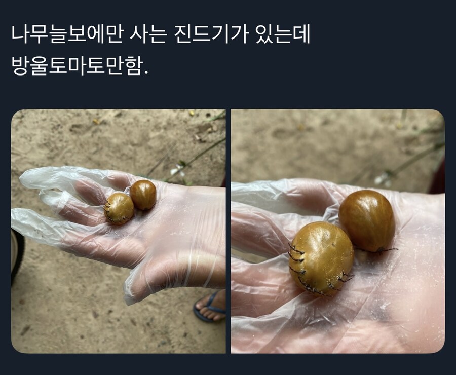혐)나무늘보처럼 살면 안되는 이유_1.jpg