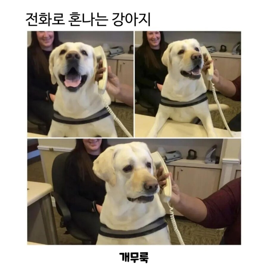 전화로 혼나는 강아지_1.jpg