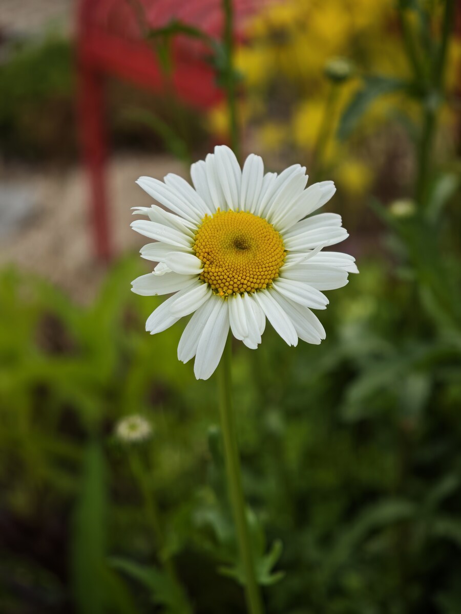 꽃 사진들 (스압)_3.jpg