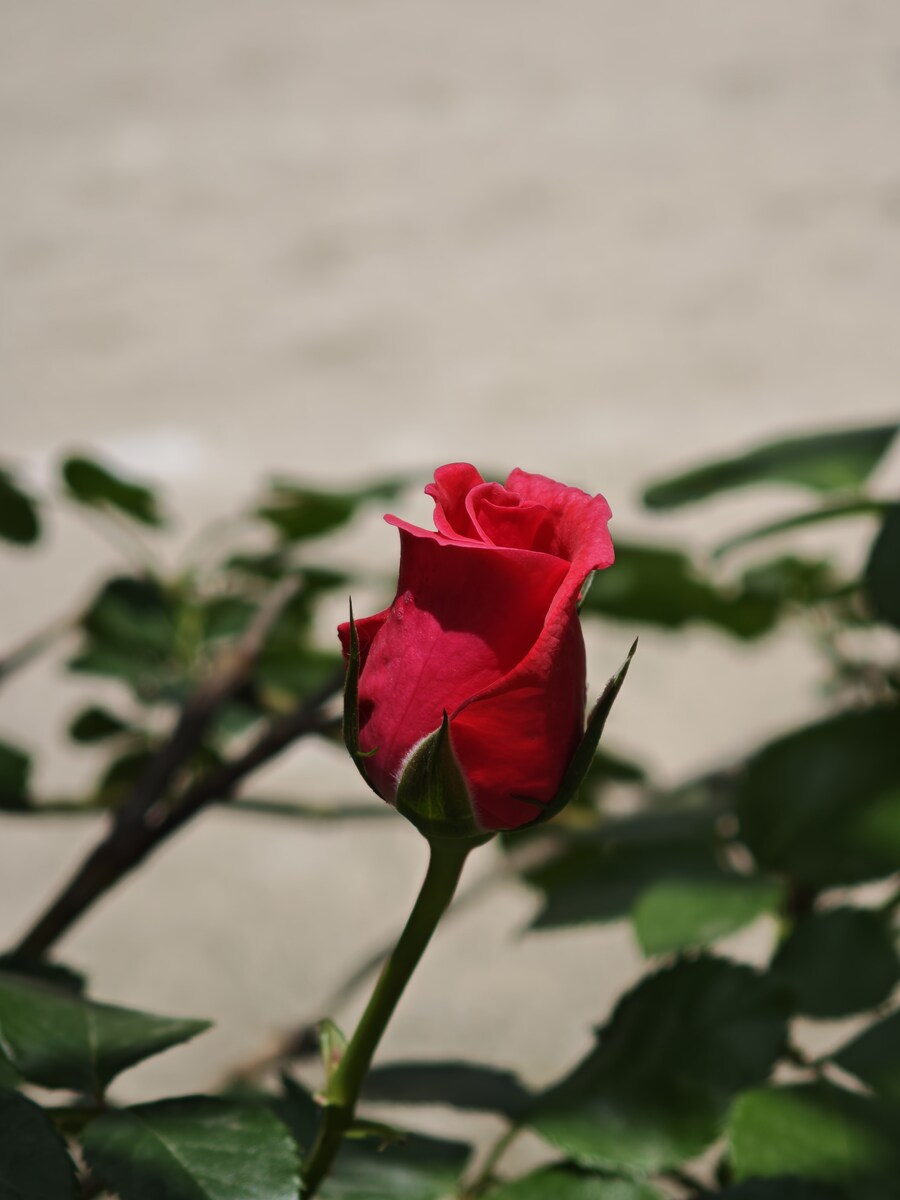 꽃 사진들 (스압)_5.jpg