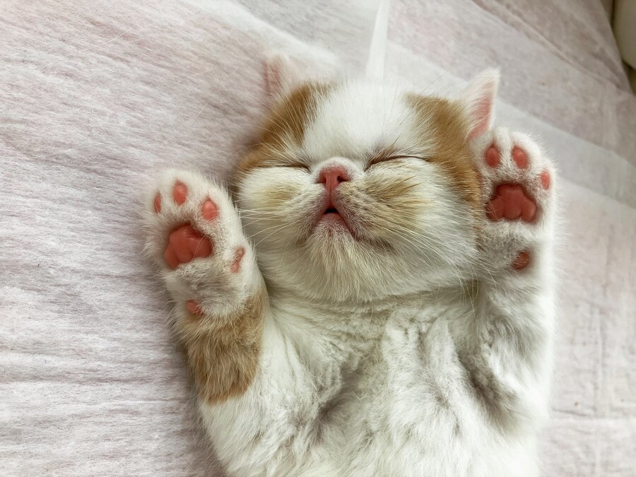 잠든 아기 고양이 자세히보기.jpg_2.jpg