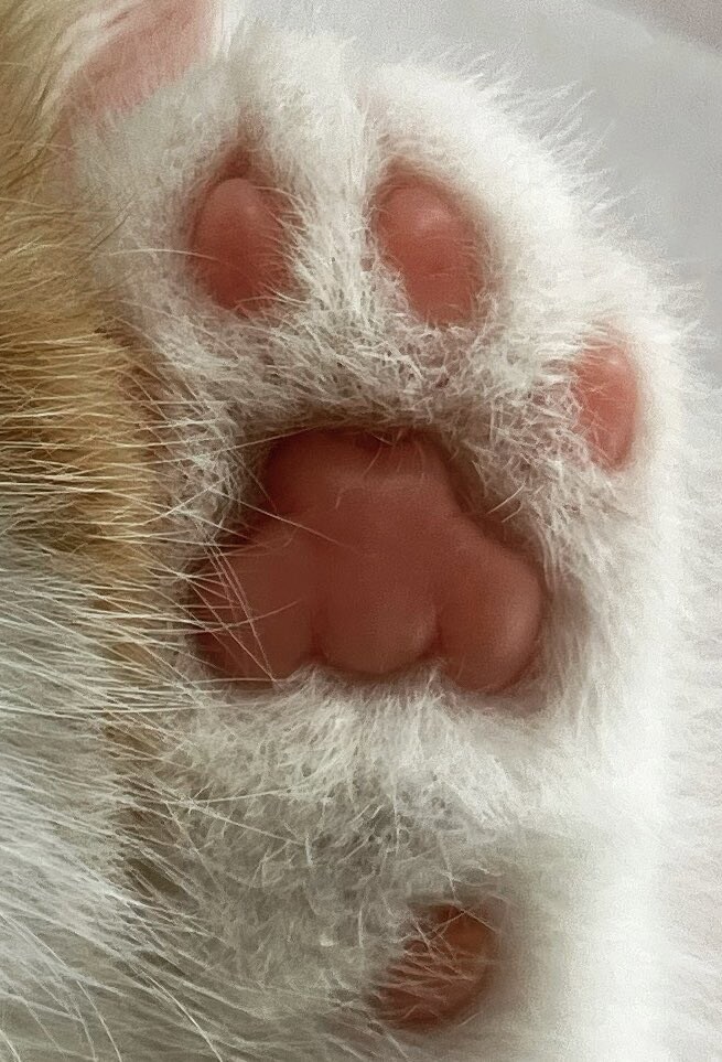 잠든 아기 고양이 자세히보기.jpg_4.jpg