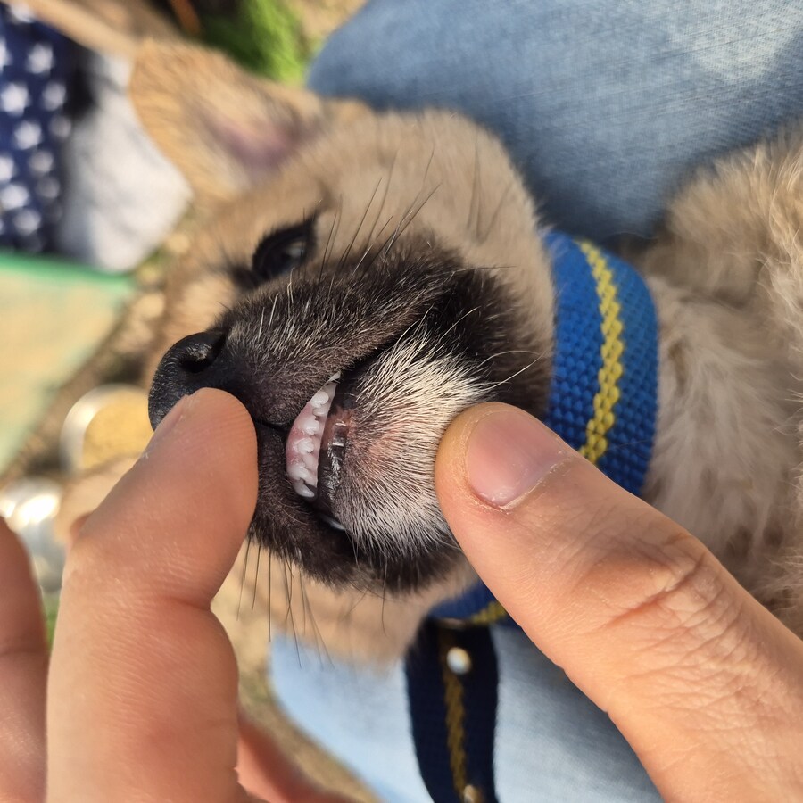 원조 오리지날 리얼 똥개_15.jpg