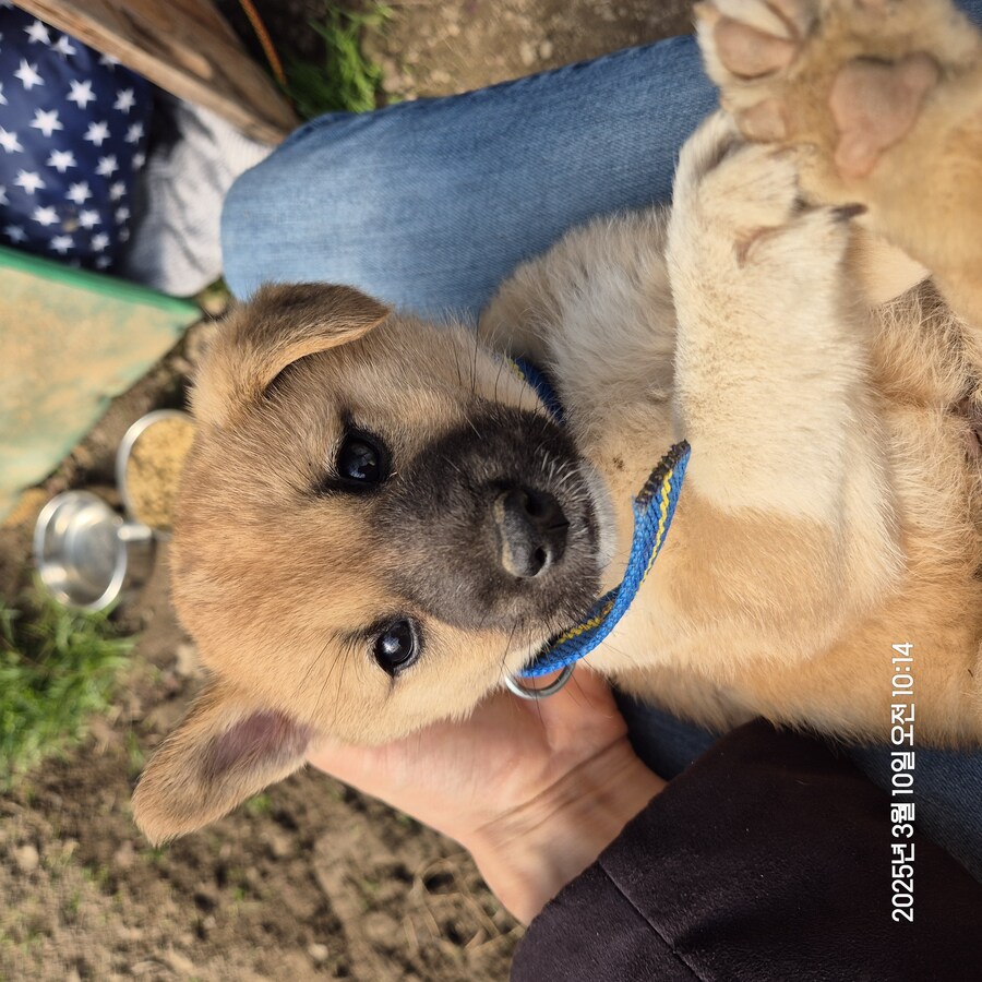 원조 오리지날 리얼 똥개_25.jpg