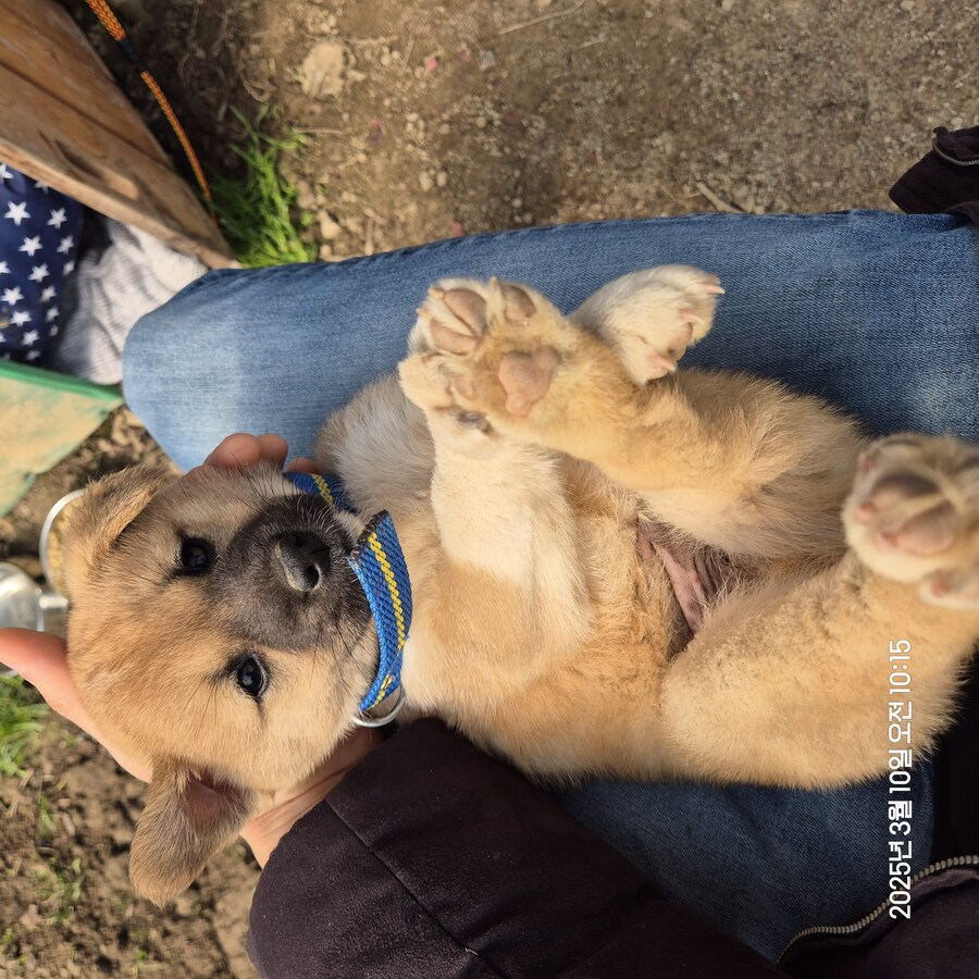 원조 오리지날 리얼 똥개_27.jpg