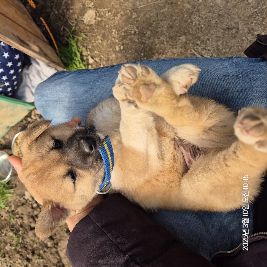 원조 오리지날 리얼 똥개_28.jpg