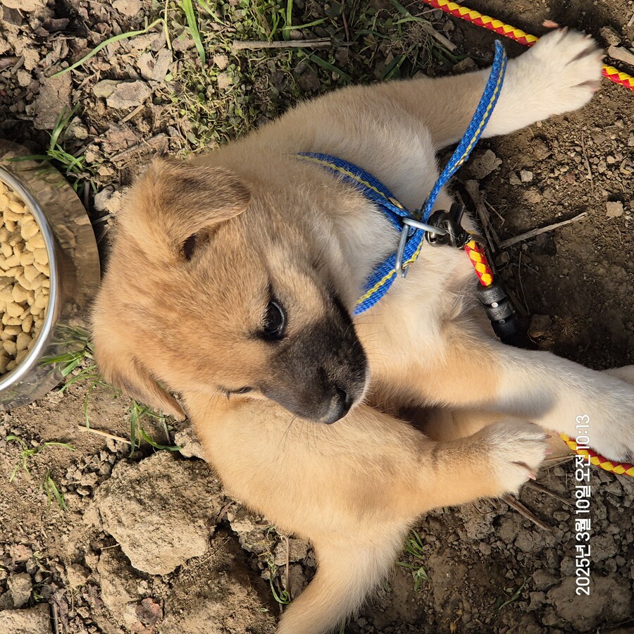 원조 오리지날 리얼 똥개_22.jpg