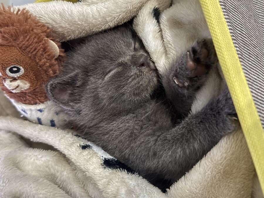 줍냥이 하쿠_4.jpg