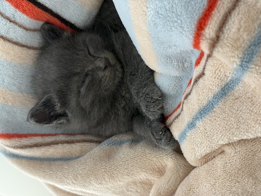 줍냥이 하쿠_5.jpg