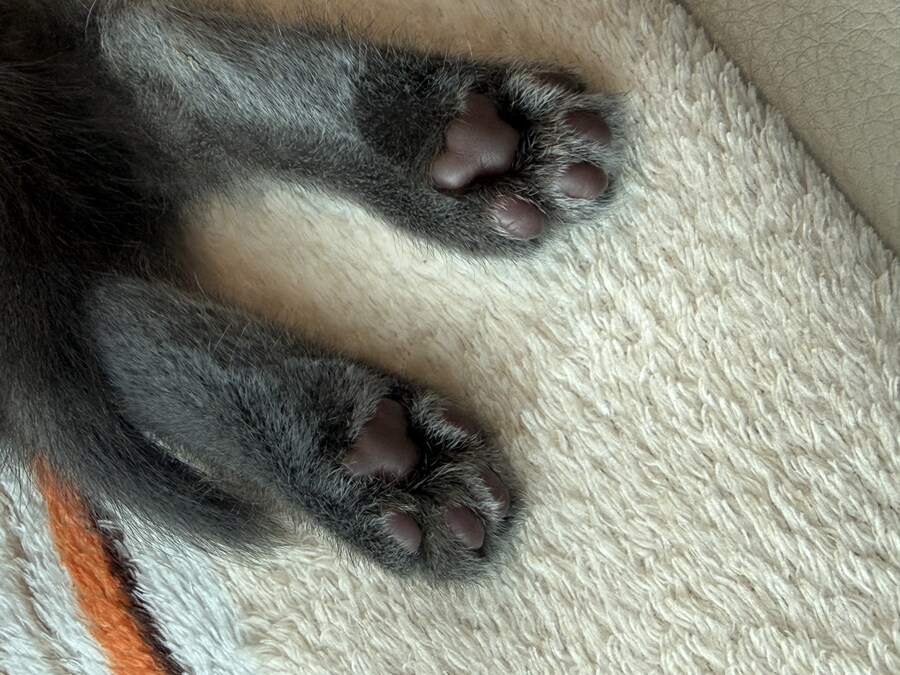 줍냥이 하쿠_7.jpg