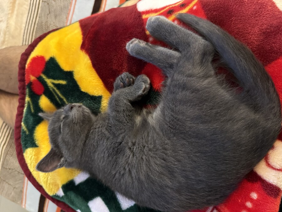 줍냥이 하쿠_8.jpg