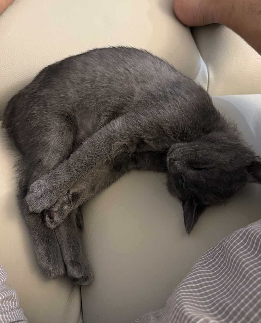 줍냥이 하쿠_17.jpg