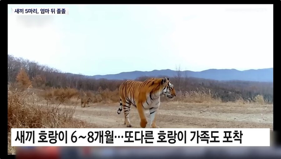 야생 백두산 호랑이 6마리 대가족 카메라에 첫 포착_4.png
