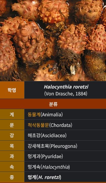 아직도 잘못아는 사람들이 많은 새우 관련 내용_4.png