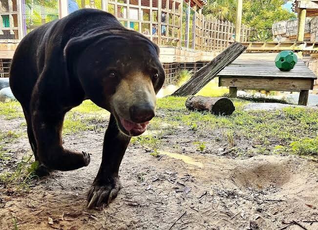 중국 동물원 곰 인형탈 알바 논란_2.jpg
