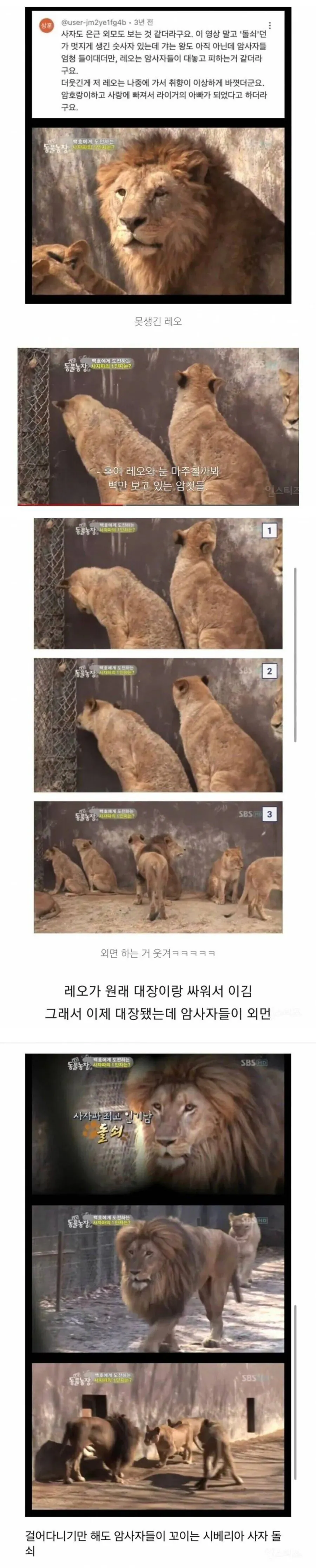 은근 외모를 본다는 사자들_1.webp