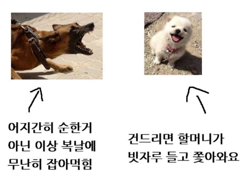 시골 똥개들이 왠만하면 순하고 귀여운 이유_1.png