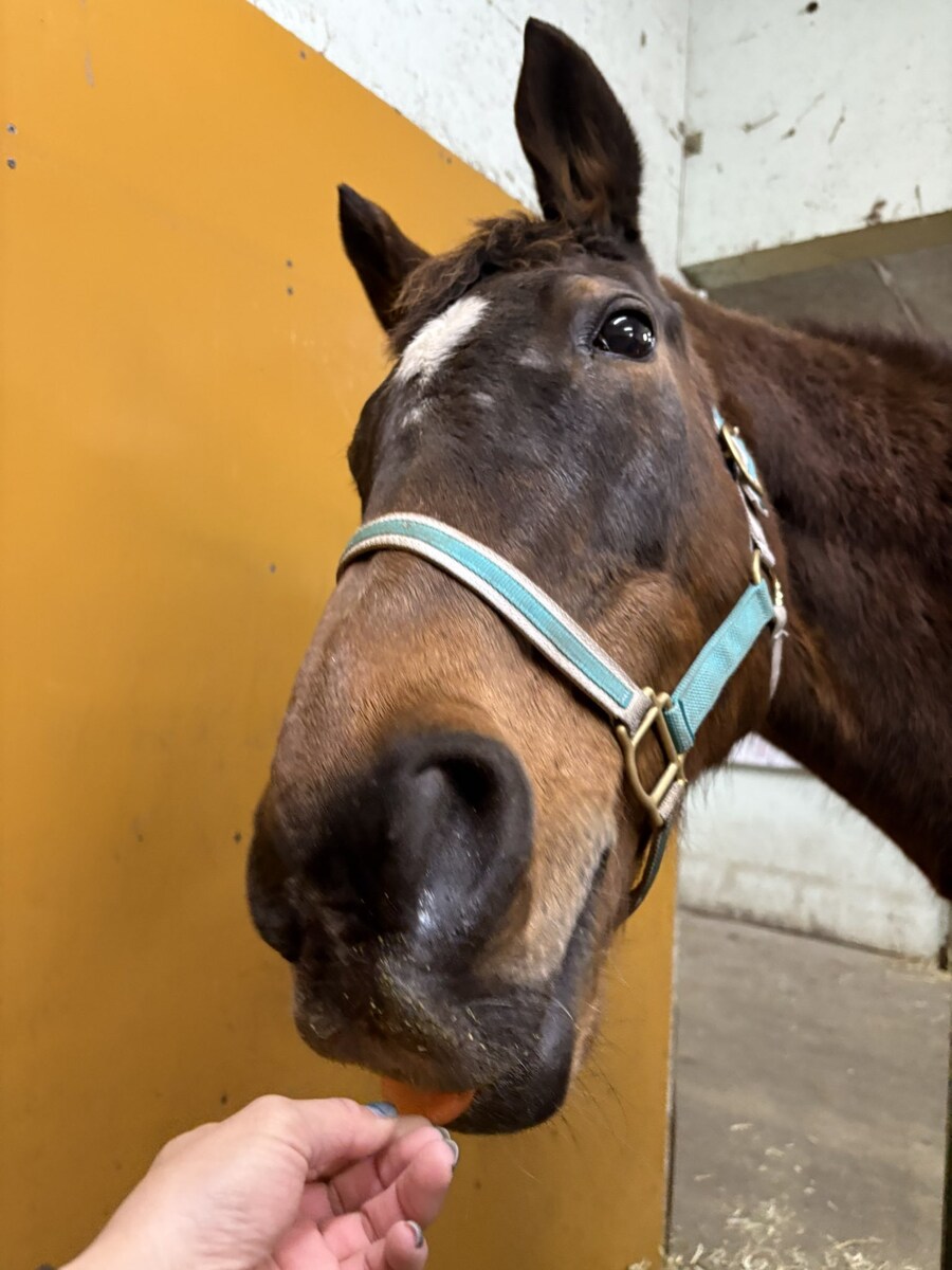 말딸) 도베르 근황.horse_2.jpg