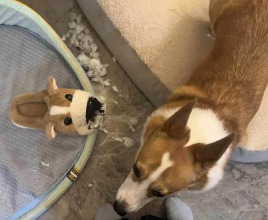 집에서 기르는 댕댕이가 표독해졌다_2.webp