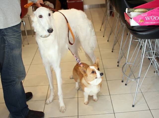 같은 댕댕이지만 너무나 다른 두마리_1.jpg