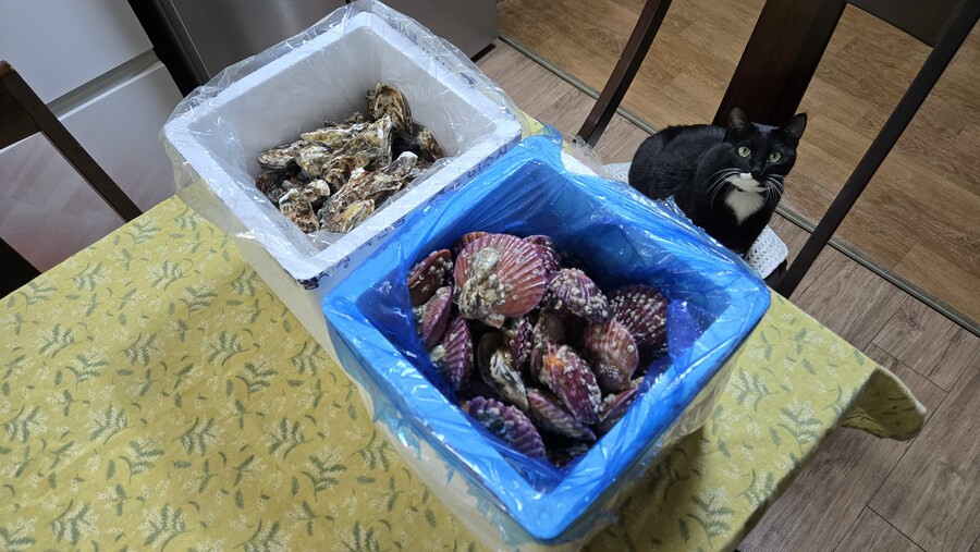 야옹이랑 먹는 석화가리비찜_1.jpg