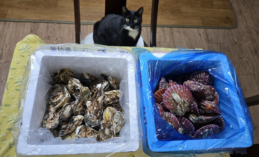 야옹이랑 먹는 석화가리비찜_2.jpg