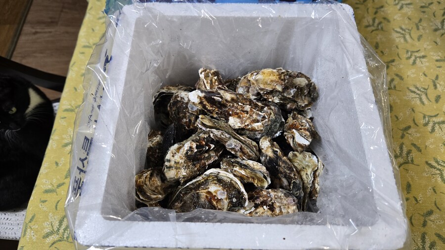 야옹이랑 먹는 석화가리비찜_3.jpg