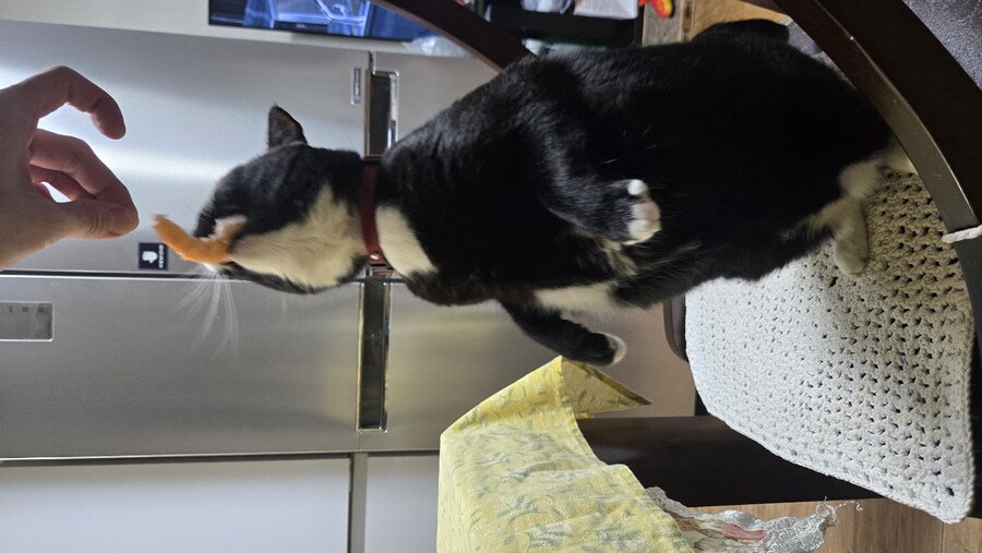 야옹이랑 먹는 석화가리비찜_33.jpg