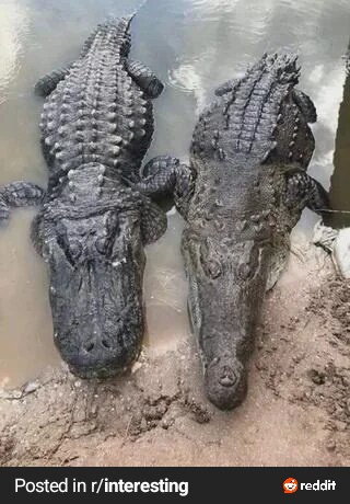 앨리게이터와 크로커다일의 차이.jpg_1.png