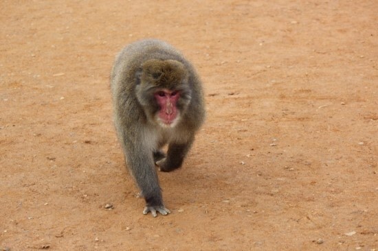 일본의 퇴사대행업체가 비쌈에도 수요가 늘어나는 이유_1.jpg