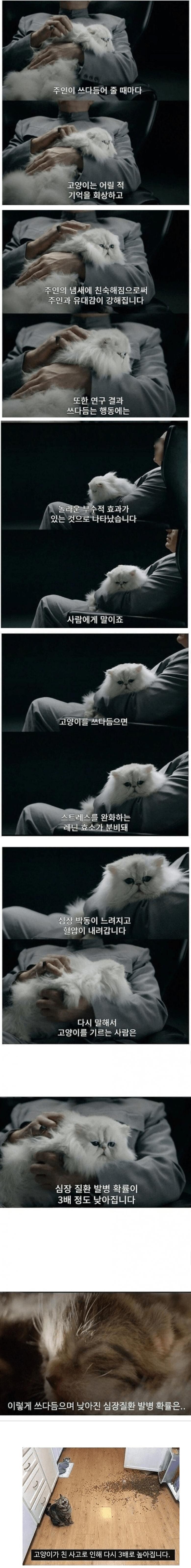 고양이가 심장질환 발병에 미치는 영향_1.jpg