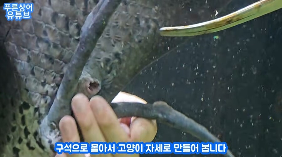 살다살다 물고기 변비 치료하는 영상도 보네_4.jpg