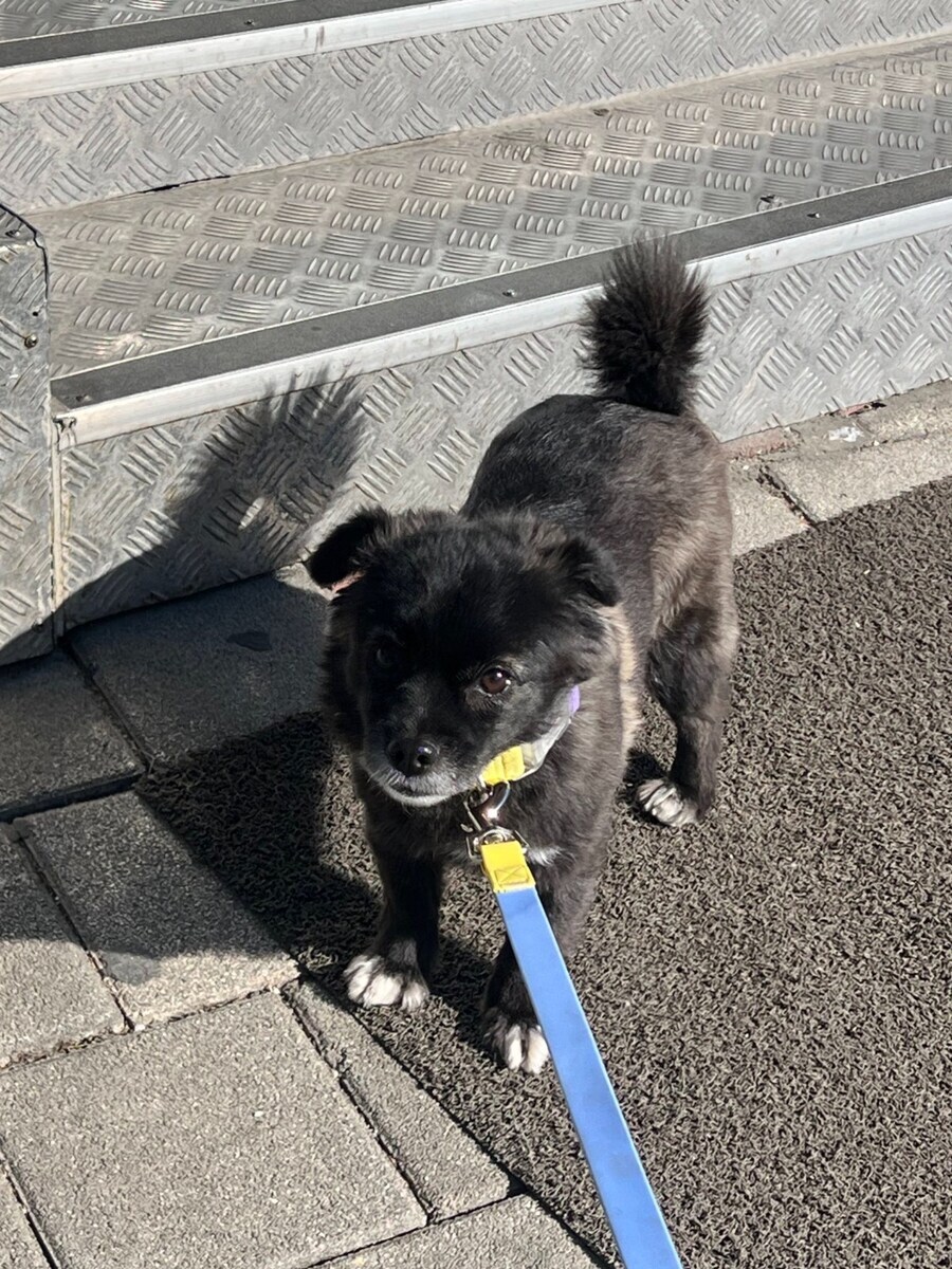 편의점에서 고구마 파는걸 개가 알게하면 안되는 이유_3.jpg