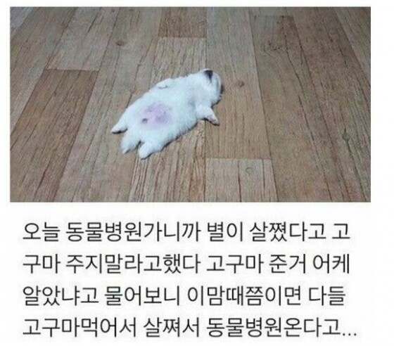 편의점에서 고구마 파는걸 개가 알게하면 안되는 이유_7.jpg
