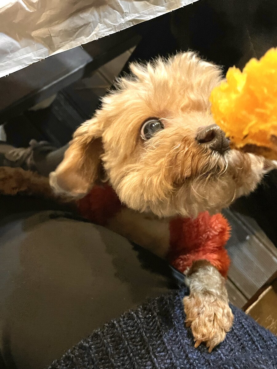 편의점에서 고구마 파는걸 개가 알게하면 안되는 이유_8.jpg