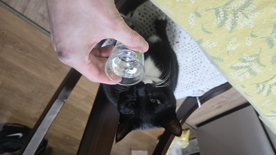 야옹이랑 먹는 가리비새우버터볶음_20.jpg