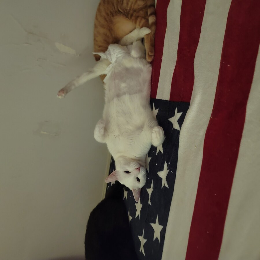 울집 고양이들_7.jpg