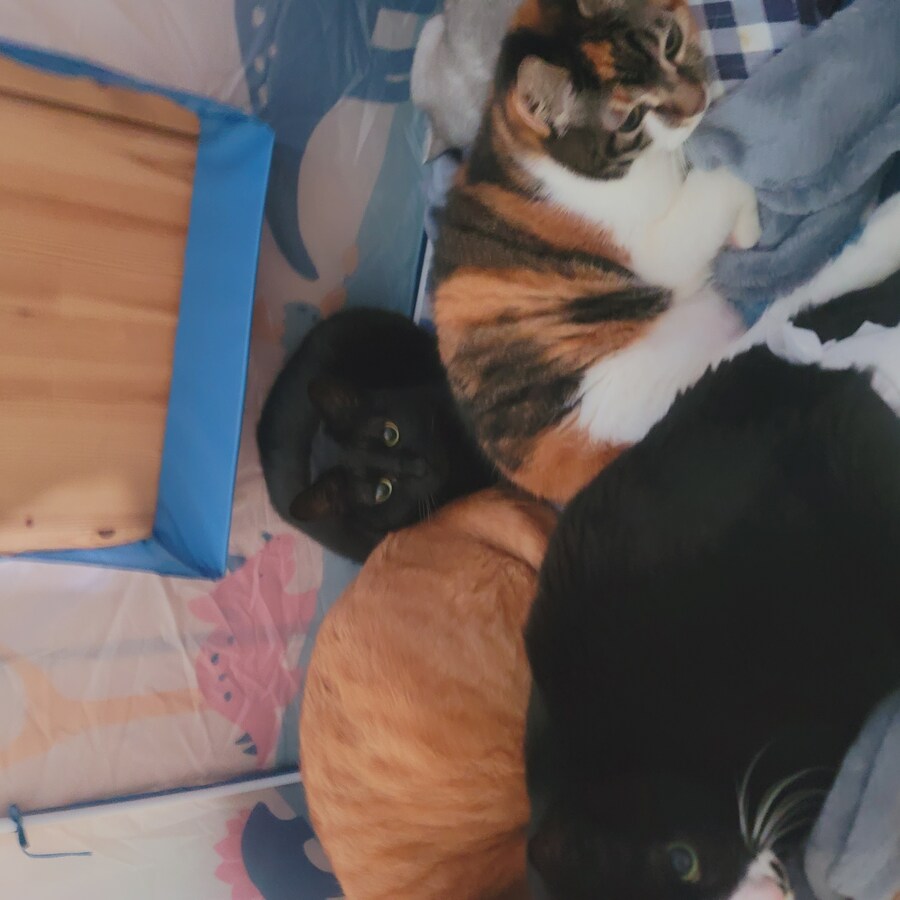 울집 고양이들_8.jpg