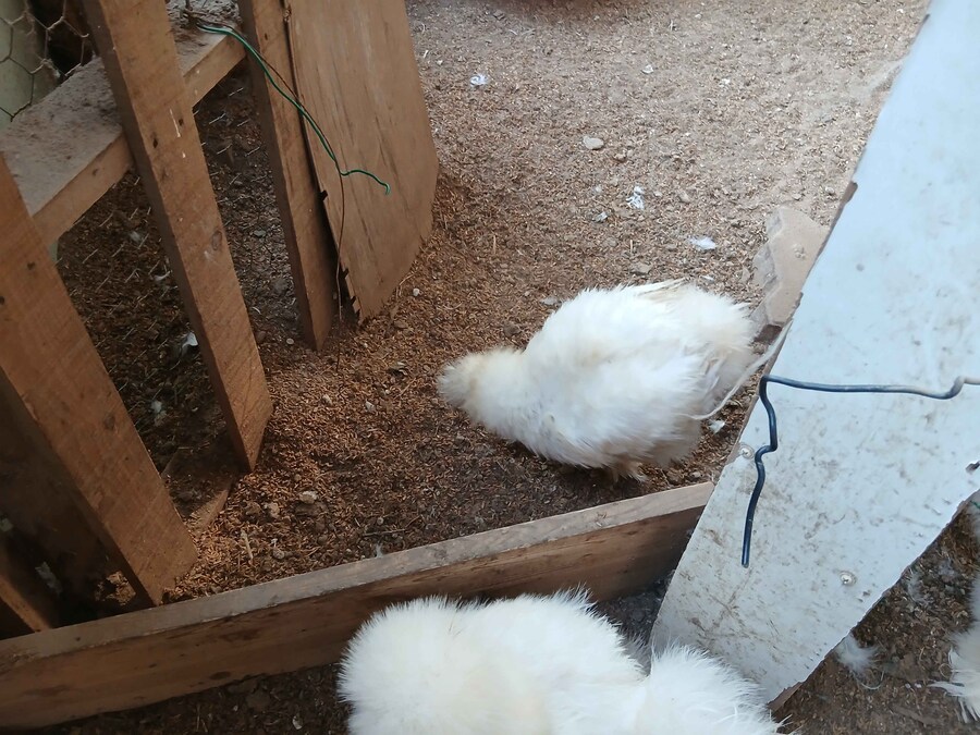 수녀님 몰래 큰 닭장 올려야지 (2트)_1.jpg