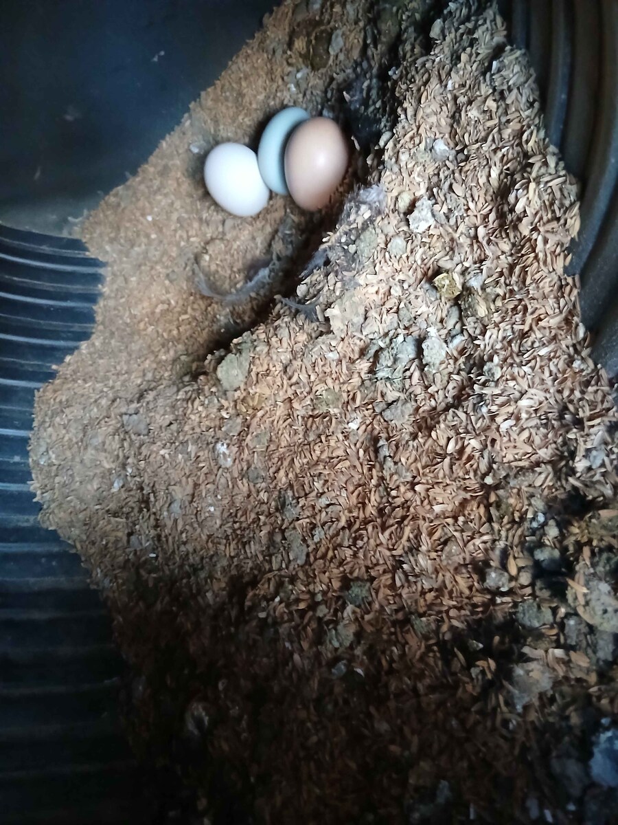 수녀님 몰래 큰 닭장 올려야지 (2트)_7.jpg