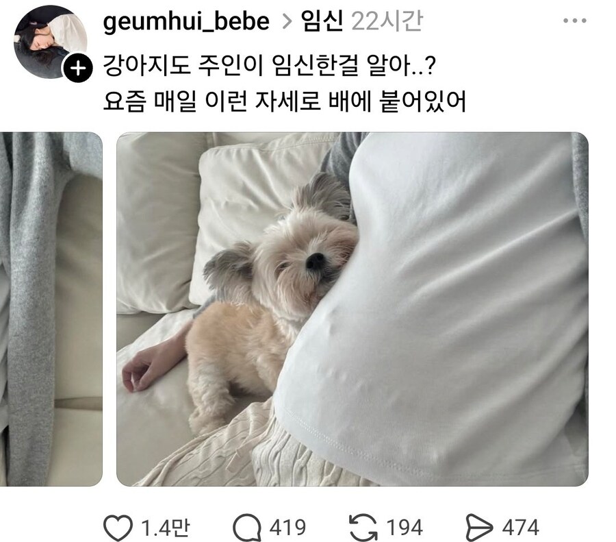 강아지도 주인이 임신한걸 알아..?_1.jpg
