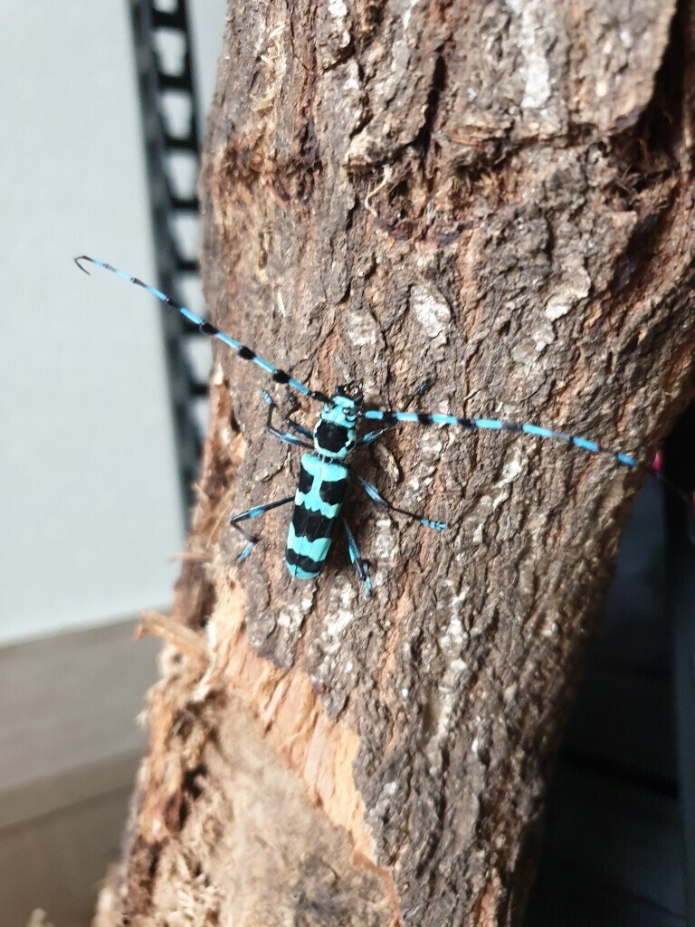 이 곤충의 이름은 "루리하늘소"다_2.jpg