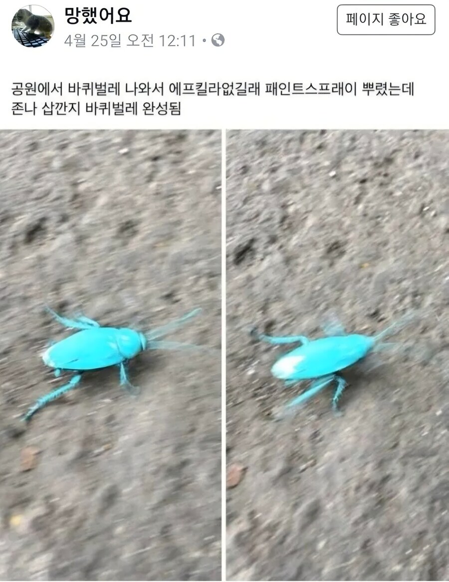 약혐) 바퀴벌레에게 에프킬라 대신 락카 뿌림_1.jpg