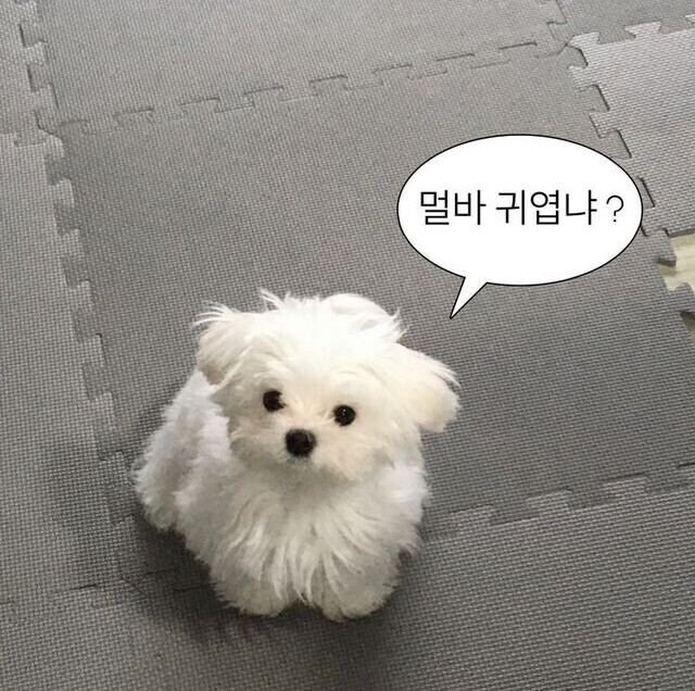 저는 큰누나의 배를 갉아먹었습니다_2.jpg