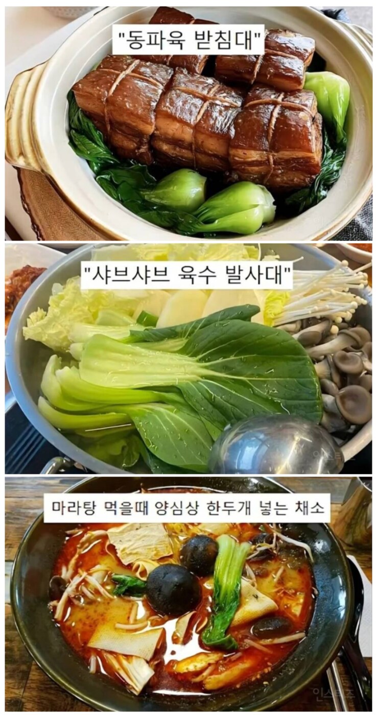 청경채의 모욕적인 별명들_1.png