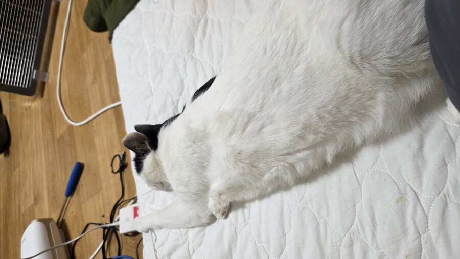 우리집 냥이는 나 놀지도 못 하게 한다_1.jpg