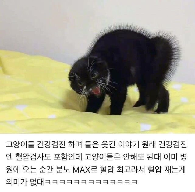 고양이들만 건강검진에서 제외하는 거_1.png