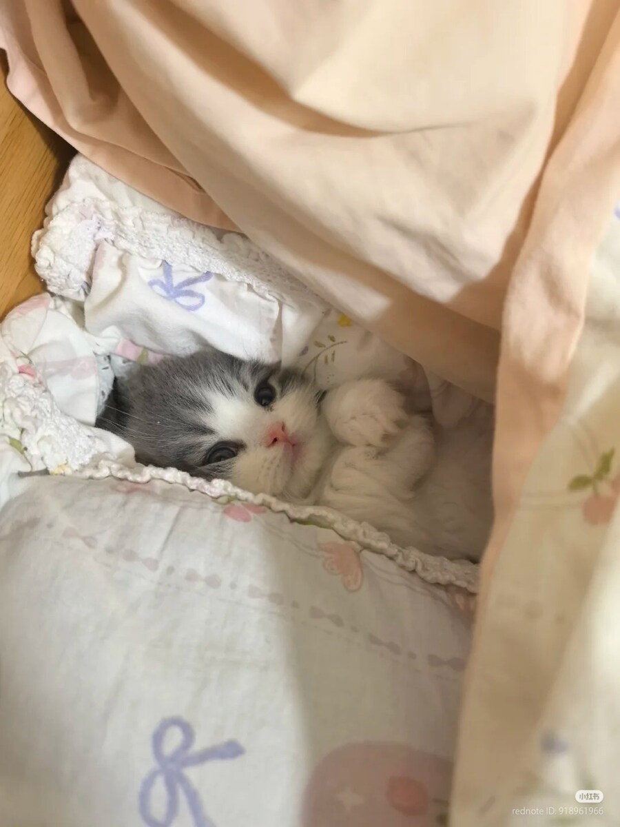 아기고양이는 아늑합니다.jpg_2.jpg