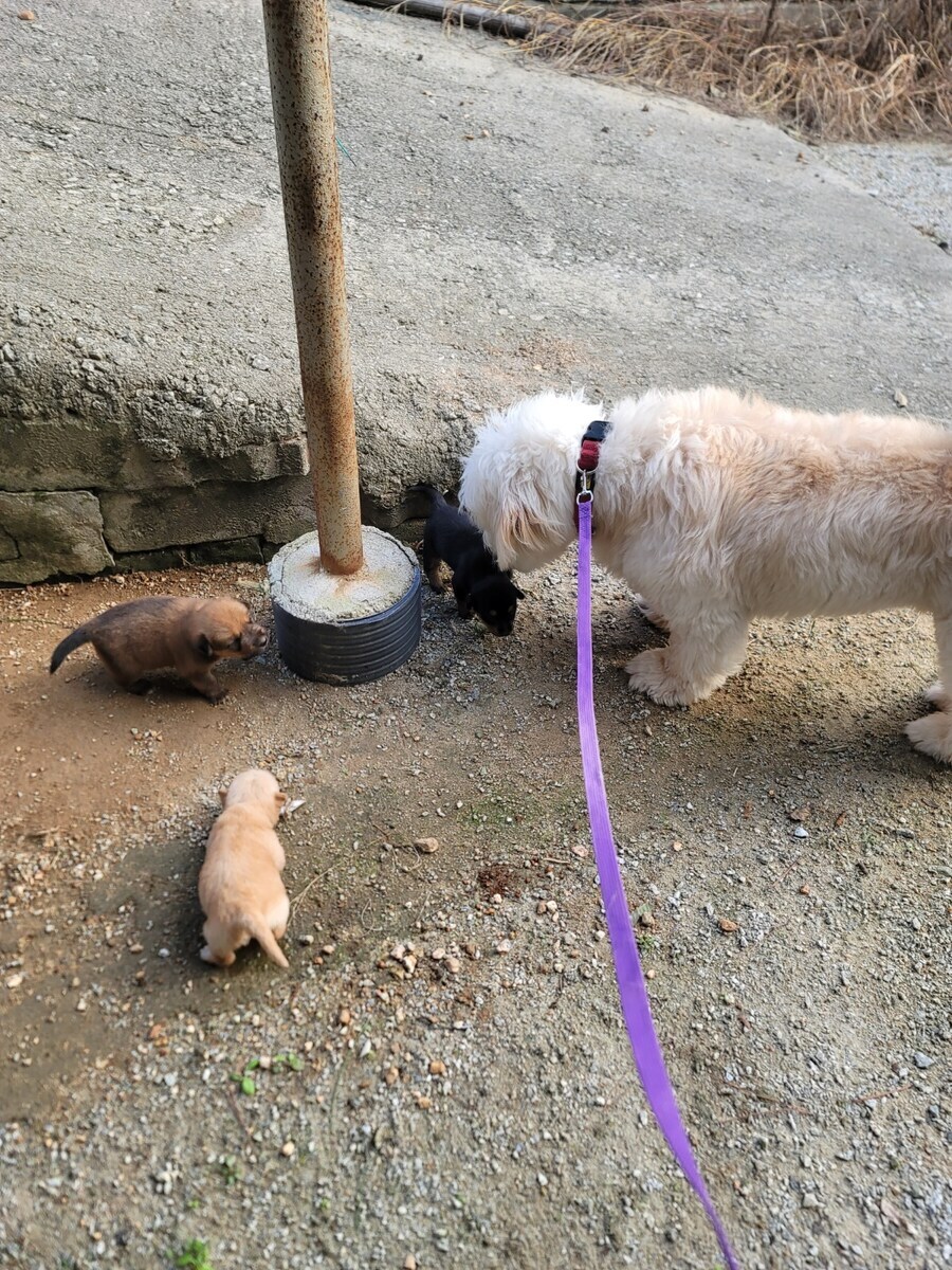 시골 똥깡아찌뜰_5.jpg