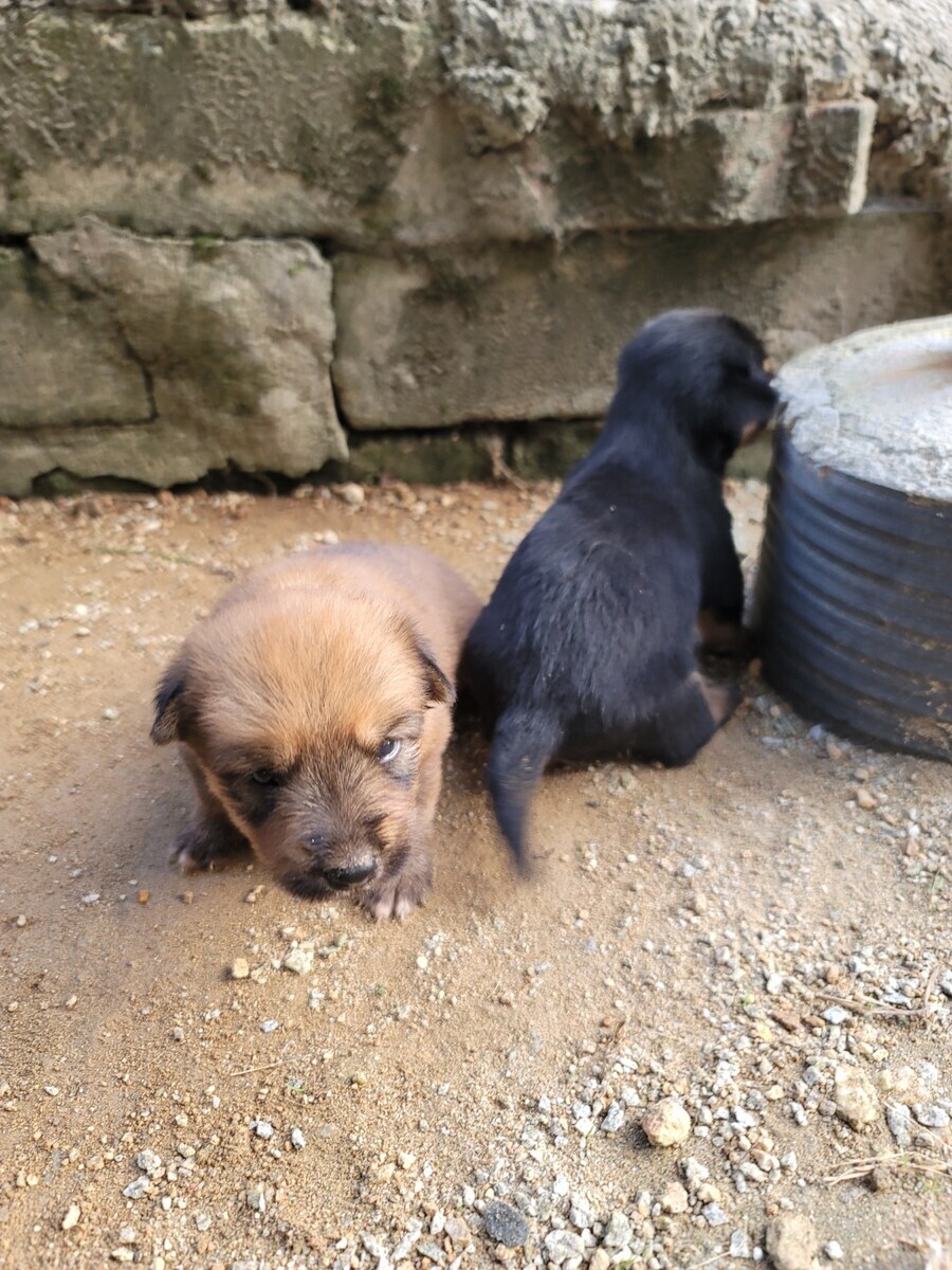 시골 똥깡아찌뜰_7.jpg